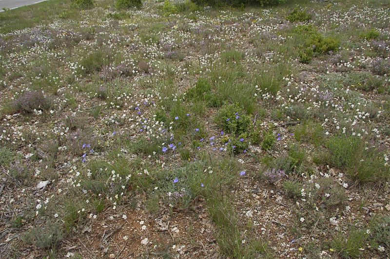 Jardin naturel