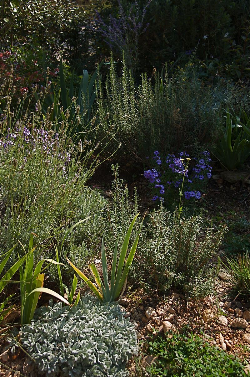 Planté la caillase